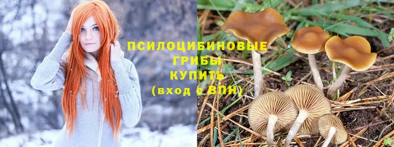 Псилоцибиновые грибы Cubensis Армянск